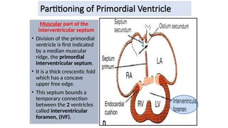 Partitioning of Primordial Ventricle
Muscular part of the
interventricular septum
• Division of the primordial
ventricle is first indicated
by a median muscular
ridge, the primordial
interventricular septum.
• It is a thick crescentic fold
which has a concave
upper free edge.
• This septum bounds a
temporary connection
between the 2 ventricles
called interventricular
foramen, (IVF).
 
