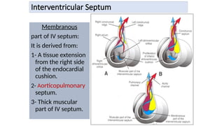 Interventricular Septum
Membranous
part of IV septum:
It is derived from:
1- A tissue extension
from the right side
of the endocardial
cushion.
2- Aorticopulmonary
septum.
3- Thick muscular
part of IV septum.
 