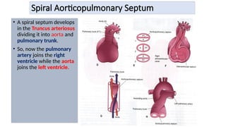 Spiral Aorticopulmonary Septum
• A spiral septum develops
in the Truncus arteriosus
dividing it into aorta and
pulmonary trunk.
• So, now the pulmonary
artery joins the right
ventricle while the aorta
joins the left ventricle.
 