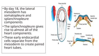 • By day 18, the lateral
mesoderm has
somatopleure and
splanchnopleure
components
• The splanchnopleure gives
rise to almost all of the
heart components.
• These early endocardial
cells separate from the
mesoderm to create paired
heart tubes.
 