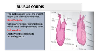 BULBUS CORDIS
• The bulbus cordis forms the smooth
upper part of the two ventricles.
• Right Ventricle:
• Conus Arteriosus or (Infundibulum)
which leads to the pulmonary trunk.
• Left ventricle:
• Aortic Vestibule leading to
ascending aorta.
 