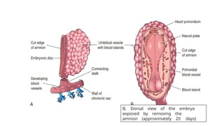B, Dorsal view of the embryo
exposed by removing the
amnion (approximately 20 days)
 