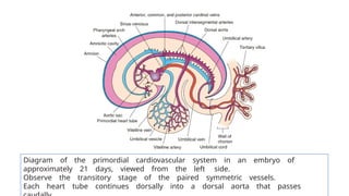 Diagram of the primordial cardiovascular system in an embryo of
approximately 21 days, viewed from the left side.
Observe the transitory stage of the paired symmetric vessels.
Each heart tube continues dorsally into a dorsal aorta that passes
 