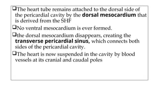 The heart tube remains attached to the dorsal side of
the pericardial cavity by the dorsal mesocardium that
is derived from the SHF
No ventral mesocardium is ever formed.
the dorsal mesocardium disappears, creating the
transverse pericardial sinus, which connects both
sides of the pericardial cavity.
The heart is now suspended in the cavity by blood
vessels at its cranial and caudal poles
 
