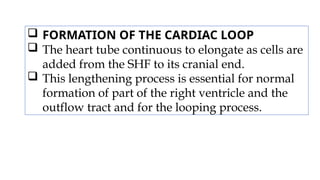  FORMATION OF THE CARDIAC LOOP
 The heart tube continuous to elongate as cells are
added from the SHF to its cranial end.
 This lengthening process is essential for normal
formation of part of the right ventricle and the
outflow tract and for the looping process.
 