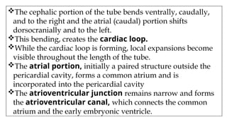 The cephalic portion of the tube bends ventrally, caudally,
and to the right and the atrial (caudal) portion shifts
dorsocranially and to the left.
This bending, creates the cardiac loop.
While the cardiac loop is forming, local expansions become
visible throughout the length of the tube.
The atrial portion, initially a paired structure outside the
pericardial cavity, forms a common atrium and is
incorporated into the pericardial cavity
The atrioventricular junction remains narrow and forms
the atrioventricular canal, which connects the common
atrium and the early embryonic ventricle.
 