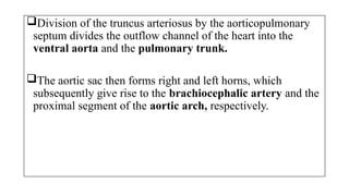 Division of the truncus arteriosus by the aorticopulmonary
septum divides the outflow channel of the heart into the
ventral aorta and the pulmonary trunk.
The aortic sac then forms right and left horns, which
subsequently give rise to the brachiocephalic artery and the
proximal segment of the aortic arch, respectively.
 
