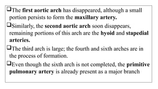 The first aortic arch has disappeared, although a small
portion persists to form the maxillary artery.
Similarly, the second aortic arch soon disappears,
remaining portions of this arch are the hyoid and stapedial
arteries.
The third arch is large; the fourth and sixth arches are in
the process of formation.
Even though the sixth arch is not completed, the primitive
pulmonary artery is already present as a major branch
 