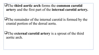The third aortic arch forms the common carotid
artery and the first part of the internal carotid artery.
The remainder of the internal carotid is formed by the
cranial portion of the dorsal aorta.
The external carotid artery is a sprout of the third
aortic arch.
 