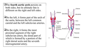 The fourth aortic arch persists on
both sides, but its ultimate fate is
different on the right and left sides.
On the left, it forms part of the arch of
the aorta, between the left common
carotid and the left subclavian arteries.
On the right, it forms the most
proximal segment of the right
subclavian artery, the distal part of
which is formed by a portion of the
right dorsal aorta and the seventh
intersegmental artery.
 