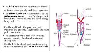 • The fifth aortic arch either never forms
or forms incompletely and then regresses.
• The sixth aortic arch, also known as the
pulmonary arch, gives off' an important
branch that grows toward the developing
lung bud.
• On the right side, the proximal part
becomes the proximal segment of the right
pulmonary artery.
• The distal portion of this arch loses its
connection with the dorsal aorta and
disappears.
• On the left, the distal part persists during
intrauterine life as the ductus arteriosas.
 
