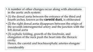 • A number of other changes occur along with alterations
in the aortic arch system:
• (1) the dorsal aorta between the entrance of the third and
fourth arches, known as the carotid duct, is obliterated
• (2) the right dorsal aorta disappears between the origin of
the seventh intersegmental artery and the junction with the
left dorsal aorta
• (3) cephalic folding, growth of the forebrain, and
elongation of the neck push the heart into the thoracic
cavity.
Hence, the carotid and brachiocephalic arteries elongate
considerably
 