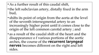 • As a further result of this caudal shift,
• the left subclavian artery, distally fixed in the arm
bud,
• shifts its point of origin from the aorta at the level
of the seventh intersegmental artery to an
increasingly higher point until it comes close to the
origin of the left common carotid artery ; and
• as a result of the caudal shift of the heart and the
disappearance o f various portions of the aortic
arches, the course of the recurrent laryngeal
nerves becomes different on the right and left
sides.
 
