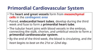 Primordial Cardiovascular System
• The heart and great vessels form from mesenchymal
cells in the cardiogenic area
• Paired, endocardial heart tubes, develop during the third
week and fuse to form a primordial heart tube.
• The tubular heart joins with blood vessels in the embryo,
connecting the stalk, chorion, and umbilical vesicle to form a
primordial cardiovascular system.
• By the end of the third week, the blood is circulating, and the
heart begins to beat on the 21st or 22nd day.
 