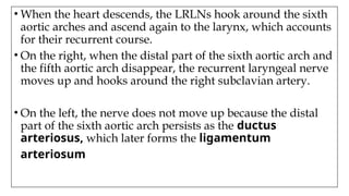 • When the heart descends, the LRLNs hook around the sixth
aortic arches and ascend again to the larynx, which accounts
for their recurrent course.
• On the right, when the distal part of the sixth aortic arch and
the fifth aortic arch disappear, the recurrent laryngeal nerve
moves up and hooks around the right subclavian artery.
• On the left, the nerve does not move up because the distal
part of the sixth aortic arch persists as the ductus
arteriosus, which later forms the ligamentum
arteriosum
 