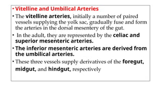 • Vitelline and Umbilical Arteries
• The vitelline arteries, initially a number of paired
vessels supplying the yolk sac, gradually fuse and form
the arteries in the dorsal mesentery of the gut.
• In the adult, they are represented by the celiac and
superior mesenteric arteries.
• The inferior mesenteric arteries are derived from
the umbilical arteries.
• These three vessels supply derivatives of the foregut,
midgut, and hindgut, respectively
 