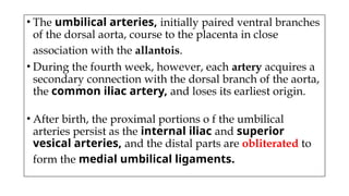 • The umbilical arteries, initially paired ventral branches
of the dorsal aorta, course to the placenta in close
association with the allantois.
• During the fourth week, however, each artery acquires a
secondary connection with the dorsal branch of the aorta,
the common iliac artery, and loses its earliest origin.
• After birth, the proximal portions o f the umbilical
arteries persist as the internal iliac and superior
vesical arteries, and the distal parts are obliterated to
form the medial umbilical ligaments.
 