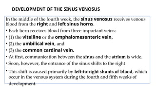 DEVELOPMENT OF THE SINUS VENOSUS
In the middle of the fourth week, the sinus venosus receives venous
blood from the right and left sinus horns.
• Each horn receives blood from three important veins:
• (1) the vitelline or the omphalomesenteric vein,
• (2) the umbilical vein, and
• (3) the common cardinal vein.
• At first, communication between the sinus and the atrium is wide.
• Soon, however, the entrance of the sinus shifts to the right
• This shift is caused primarily by left-to-right shunts of blood, which
occur in the venous system during the fourth and fifth weeks of
development.
 