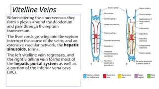 Vitelline Veins
Before entering the sinus venosus they
form a plexus around the duodenum
and pass through the septum
transversum.
The liver cords growing into the septum
interrupt the course of the veins, and an
extensive vascular network, the hepatic
sinusoids, forms .
The left vitelline vein regresses, and
the right vitelline vein forms most of
the hepatic portal system as well as
a portion of the inferior vena cava
(IVC).
 