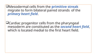 Mesodermal cells from the primitive streak
migrate to form bilateral paired strands of the
primary heart field.
Cardiac progenitor cells from the pharyngeal
mesoderm are constituted as the second heart field,
which is located medial to the first heart field.
 
