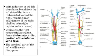 • With reduction of the left
sinus horn, blood from the
left side of the liver is
rechanneled toward the
right, resulting in an
enlargement of the right
vitelline vein (right
hepatocardiac channel).
• Ultimately, the right
hepatocardiac channel
forms the hepatocardiac
portion of the inferior
vena cava.
• The proximal part of the
left vitelline vein
disappears
 