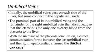 Umbilical Veins
• Initially, the umbilical veins pass on each side of the
liver, but some connect to the hepatic sinusoids.
• The proximal part of both umbilical veins and the
remainder of the right umbilical vein then disappear, so
that the left vein is the only one to carry blood from the
placenta to the liver .
• With the increase of the placental circulation, a direct
communication forms between the left umbilical vein
and the right hepatocardiac channel, the ductus
venosus
 