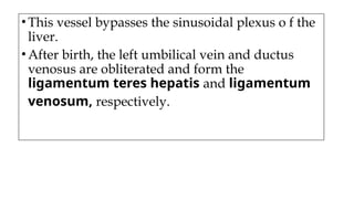•This vessel bypasses the sinusoidal plexus o f the
liver.
•After birth, the left umbilical vein and ductus
venosus are obliterated and form the
ligamentum teres hepatis and ligamentum
venosum, respectively.
 