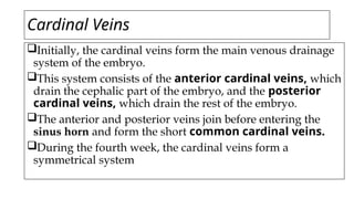 Cardinal Veins
Initially, the cardinal veins form the main venous drainage
system of the embryo.
This system consists of the anterior cardinal veins, which
drain the cephalic part of the embryo, and the posterior
cardinal veins, which drain the rest of the embryo.
The anterior and posterior veins join before entering the
sinus horn and form the short common cardinal veins.
During the fourth week, the cardinal veins form a
symmetrical system
 