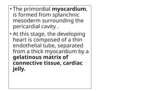 • The primordial myocardium,
is formed from splanchnic
mesoderm surrounding the
pericardial cavity .
• At this stage, the developing
heart is composed of a thin
endothelial tube, separated
from a thick myocardium by a
gelatinous matrix of
connective tissue, cardiac
jelly.
 
