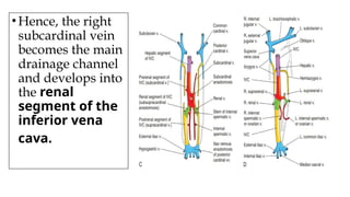 •Hence, the right
subcardinal vein
becomes the main
drainage channel
and develops into
the renal
segment of the
inferior vena
cava.
 