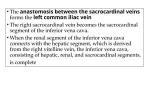 • The anastomosis between the sacrocardinal veins
forms the left common iliac vein
• The right sacrocardinal vein becomes the sacrocardinal
segment of the inferior vena cava.
• When the renal segment of the inferior vena cava
connects with the hepatic segment, which is derived
from the right vitelline vein, the inferior vena cava,
consisting of hepatic, renal, and sacrocardinal segments,
is complete
 
