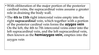 • With obliteration of the major portion of the posterior
cardinal veins, the supracardinal veins assume a greater
role in draining the body wall.
• The 4th to 11th right intercostal veins empty into the
right supracardinal vein, which together with a portion
of the posterior cardinal vein forms the azygos vein
On the left, the 4th to 7th intercostal veins enter into the
left supracardinal vein, and the left supracardinal vein,
then known as the hemiazygos vein, empties into the
azygos vein
 