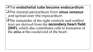 The endothelial tube become endocardium
The visceral pericardium from sinus venosus
and spread over the myocardium
The remainder of the right ventricle and outflow
tract are derived from the secondary heart field
(SHF), which also contributes cells to formation of
the atria at the caudal end of the heart.
 