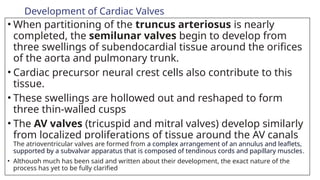 Development of Cardiac Valves
• When partitioning of the truncus arteriosus is nearly
completed, the semilunar valves begin to develop from
three swellings of subendocardial tissue around the orifices
of the aorta and pulmonary trunk.
• Cardiac precursor neural crest cells also contribute to this
tissue.
• These swellings are hollowed out and reshaped to form
three thin-walled cusps
• The AV valves (tricuspid and mitral valves) develop similarly
from localized proliferations of tissue around the AV canals
The atrioventricular valves are formed from a complex arrangement of an annulus and leaflets,
supported by a subvalvar apparatus that is composed of tendinous cords and papillary muscles.
• Although much has been said and written about their development, the exact nature of the
process has yet to be fully clarified
 