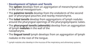 • Development of Spleen and Tonsils
The spleen develops from an aggregation of mesenchymal cells
in the dorsal mesogastrium .
• The palatine tonsils develop from the endoderm of the second
pair of pharyngeal pouches and nearby mesenchyme.
• The tubal tonsils develop from aggregations of lymph nodules
around the pharyngeal openings of the pharyngotympanic tubes.
• The pharyngeal tonsils (adenoids) develop from an aggregation
of lymph nodules in the wall of the
nasopharynx.
• The lingual tonsil lymph develops from an aggregation of lymph
nodules in the root of the tongue.
• Lymph nodules also develop in the mucosa of the respiratory and alimentary systems.
 