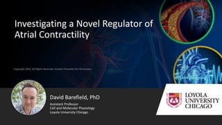 Copyright 2022. All Rights Reserved. Contact Presenter for Permission
Investigating a Novel Regulator of
Atrial Contractility
David Barefield, PhD
Assistant Professor
Cell and Molecular Physiology
Loyola University Chicago
 