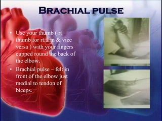 Brachial pulse
• Use your thumb ( rt
thumb for rt.arm & vice
versa ) with your fingers
cupped round the back of
the elbow.
• Brachial pulse – felt in
front of the elbow just
medial to tendon of
biceps.
 