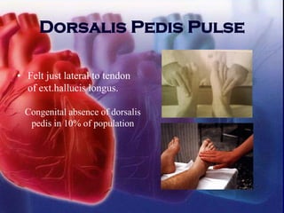 Dorsalis Pedis Pulse
• Felt just lateral to tendon
of ext.hallucis longus.
Congenital absence of dorsalis
pedis in 10% of population
 