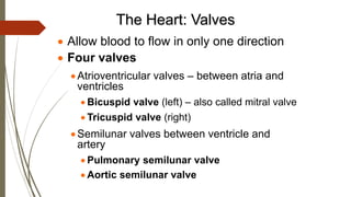 The Heart: Valves
 Allow blood to flow in only one direction
 Four valves
Atrioventricular valves – between atria and
ventricles
 Bicuspid valve (left) – also called mitral valve
 Tricuspid valve (right)
Semilunar valves between ventricle and
artery
 Pulmonary semilunar valve
 Aortic semilunar valve
 