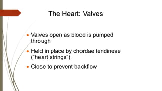 The Heart: Valves
 Valves open as blood is pumped
through
 Held in place by chordae tendineae
(“heart strings”)
 Close to prevent backflow
 