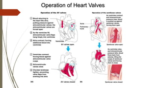 Operation of Heart Valves
 