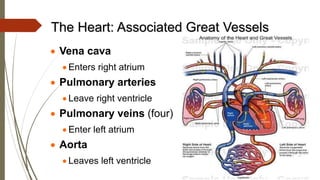 The Heart: Associated Great Vessels
 Vena cava
 Enters right atrium
 Pulmonary arteries
 Leave right ventricle
 Pulmonary veins (four)
 Enter left atrium
 Aorta
 Leaves left ventricle
 