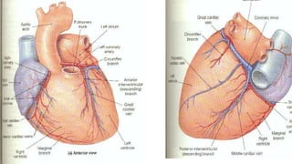 CVS heart anatomy.pptx