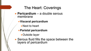 The Heart: Coverings
 Pericardium – a double serous
membrane
Visceral pericardium
Next to heart
Parietal pericardium
Outside layer
 Serous fluid fills the space between the
layers of pericardium
 