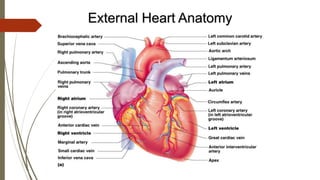 External Heart Anatomy
 