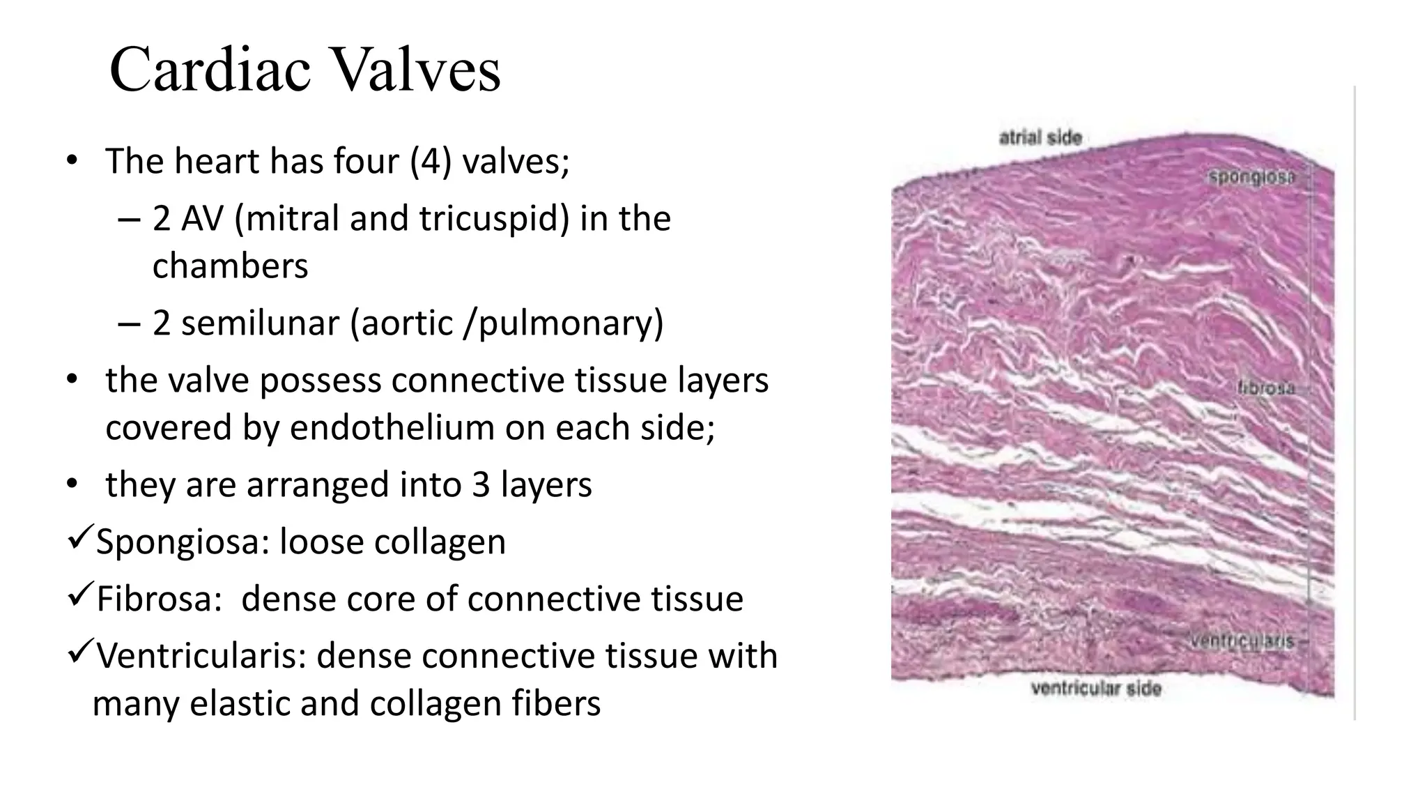 CardiovascularCCCfsdsdsdCVS Histology pptx CardiovascularCCCfsdsdsdCVS Histology pptx