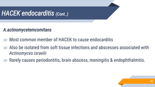 HACEK endocarditis (Cont..)
40
A.actinomycetemcomitans
▰ Most common member of HACEK to cause endocarditis
▰ Also be isolated from soft tissue infections and abscesses associated with
Actinomyces israelii
▰ Rarely causes periodontitis, brain abscess, meningitis & endophthalmitis.
 