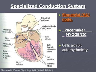 Sherwood’s Human Physiology 9-11 (9-8 6th Edition)
Specialized Conduction System
► Sinoatrial (SA)
node.
► _Pacemaker___
_ MYOGENIC
► Cells exhibit
autorhythmicity.
 