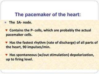 The pacemaker of the heart:
= The SA- node.
♥ Contains the P- cells, which are probably the actual
pacemaker cells.
♥ Has the fastest rhythm (rate of discharge) of all parts of
the heart, 90 impulses/min.
♥ Has spontaneous (w/out stimulation) depolarization,
up to firing level.
 