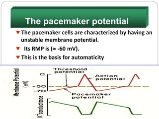 The pacemaker potential
♥ The pacemaker cells are characterized by having an
unstable membrane potential.
♥ Its RMP is ( -60 mV).
♥ This is the basis for automaticity
 
